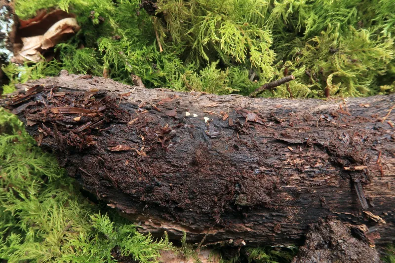 Hymenoscyphus kathiae 1 - IMG_8839